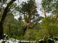 縄文杉の写真_420909