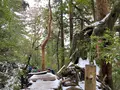 大王杉の写真_420916