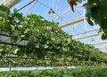 GREENARIUM(グリナリウム)の写真_421060