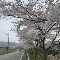 桜通りの写真_421215