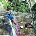 ネオパークオキナワの写真_421275