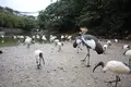 ネオパークオキナワの写真_421277