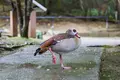 ネオパークオキナワの写真_421278