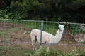 ネオパークオキナワの写真_421286