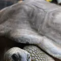 ネオパークオキナワの写真_421288