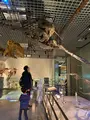 国立科学博物館の写真_421355