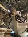 国立科学博物館の写真_421357