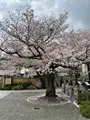 延台寺の写真_421518