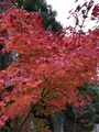 知恩院の写真_421565