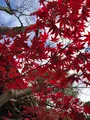 南禅寺の写真_421576