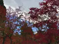 永観堂（禅林寺）の写真_421584