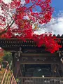 永観堂（禅林寺）の写真_421587