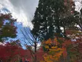 永観堂（禅林寺）の写真_421588