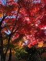 天龍寺の写真_421613