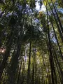 嵯峨野竹林の写真_421618