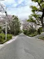 化粧坂の写真_421636