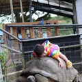 ネオパークオキナワの写真_421779