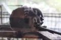 ネオパークオキナワの写真_421781
