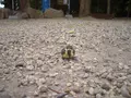 伊弉諾神宮の写真_421793