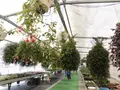 パルシェ香りの館の写真_421797