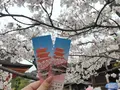 清水寺の写真_422262
