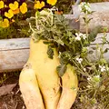 21世紀の森と広場 木もれ陽の森の写真_422417
