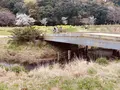 21世紀の森と広場 木もれ陽の森の写真_422421