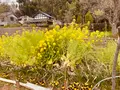 21世紀の森と広場 木もれ陽の森の写真_422427