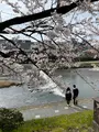 鴨川の写真_422438