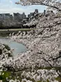 鴨川の写真_422440