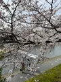 鴨川の写真_422442