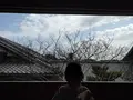 京料理 高台寺 羽柴の写真_423339