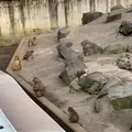 草津熱帯圏の写真_423740