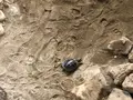草津熱帯圏の写真_423744