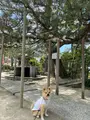 智恩寺の写真_423985