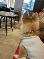 カフェ・ドゥ・パンの写真_423994