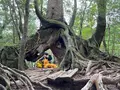 くぐり杉の写真_424115