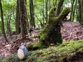 苔むす森の写真_424120