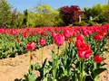 花見山公園の写真_424753
