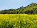 花見山公園の写真_424755