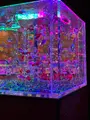 アートアクアリウム美術館の写真_425072