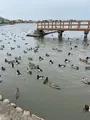 瓢湖 の写真_425228