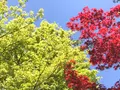 退蔵院の写真_425761