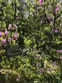 退蔵院の写真_425762