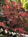 退蔵院の写真_425763