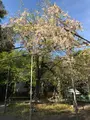 平野神社の写真_425775
