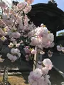 仁和寺の写真_425784
