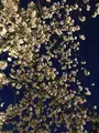 元離宮 二条城の写真_425786