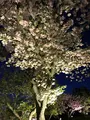 元離宮 二条城の写真_425788
