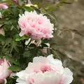 天龍寺 曹源池の写真_425816